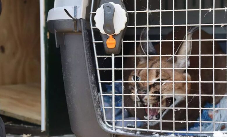 В саду дома в Марбелье поймали рысь, привезенную из Москвы