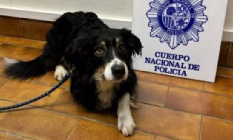 В Сарагосе у немецких туристов украли собаку