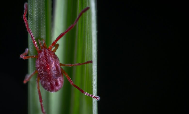 Все больше клещей наблюдается в Испании