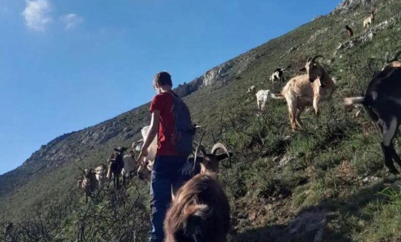 В Астурии волки напали на пастуха