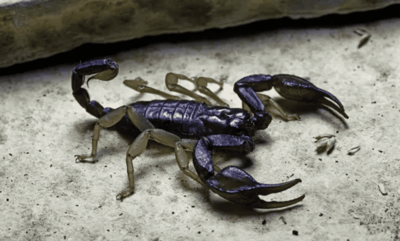 В Испании активизировались скорпионы