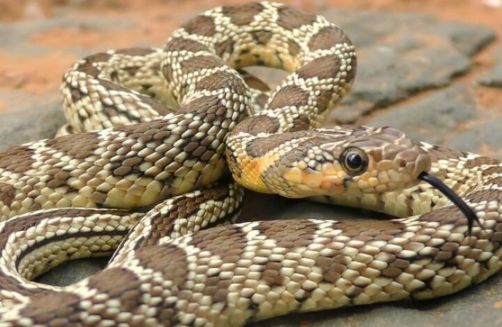 Жители Ибицы опасаются распространения огромных змей