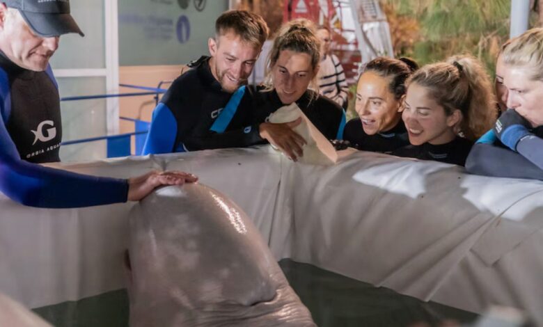 Океанариум в Валенсии приютил белух из Украины