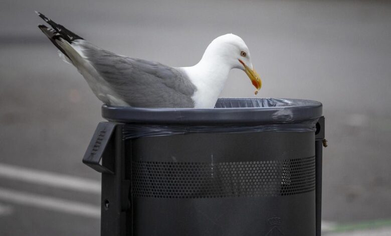 В Барселоне установили урны с системой защиты от чаек