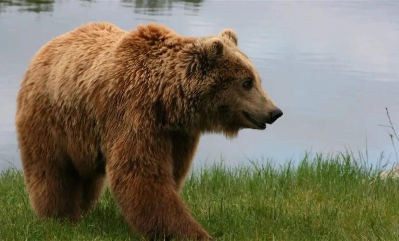 Эксперты сообщили, где можно встретить бурого медведя в Испании