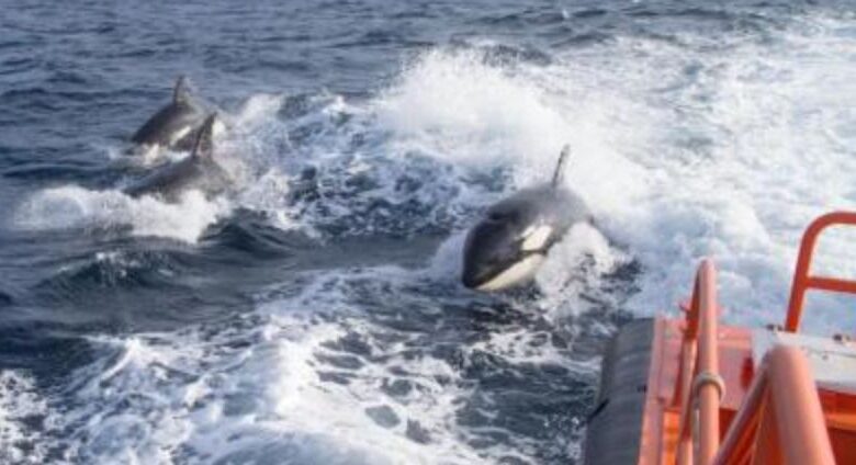 В Гибралтарском проливе затонуло судно после нападения косаток