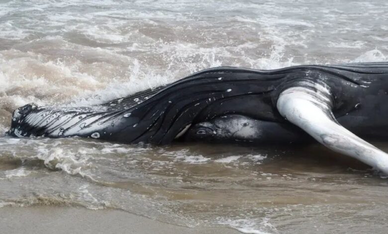 В Галисии растет беспокойство из-за роста числа выбрасываемых на пляжи животных
