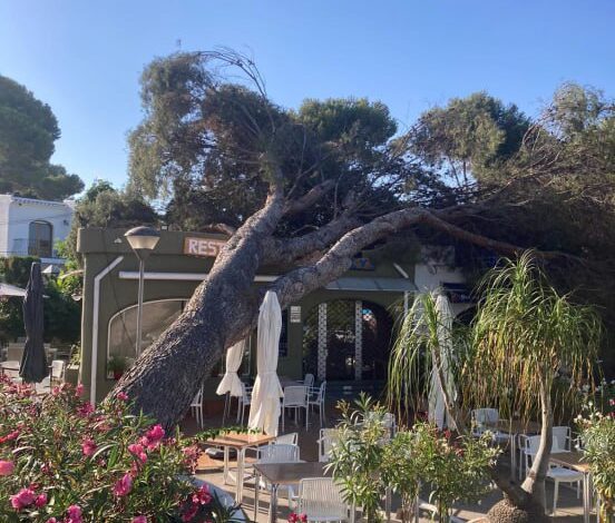 Сосна упала на ресторан в Морайре (Аликанте)