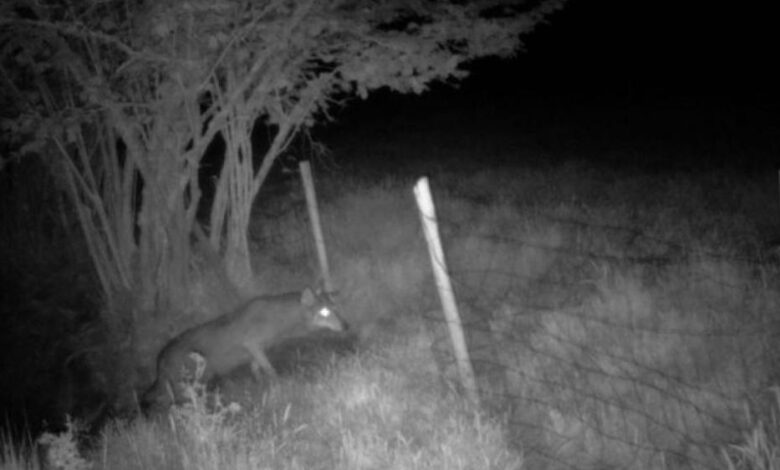 В Каталонии участились нападения волков на скот