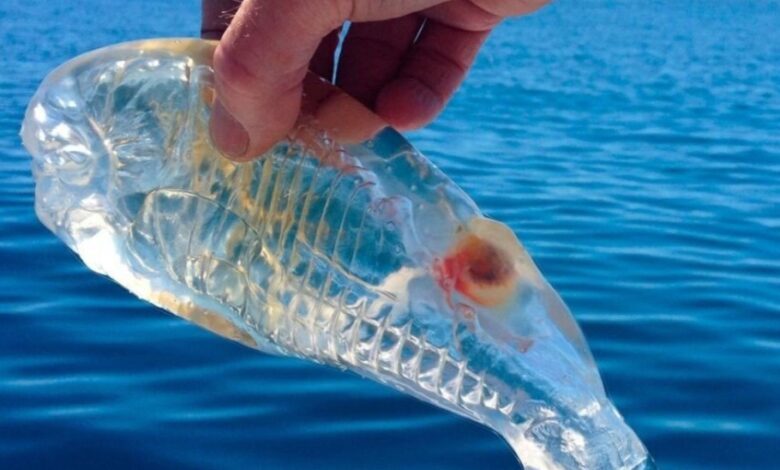 На пляжах Кантабрии и Малаги появились сальпы