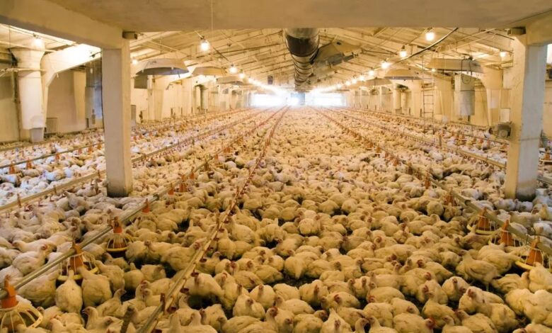 На Майорке протестуют против строительства крупнейшей куриной фермы в стране