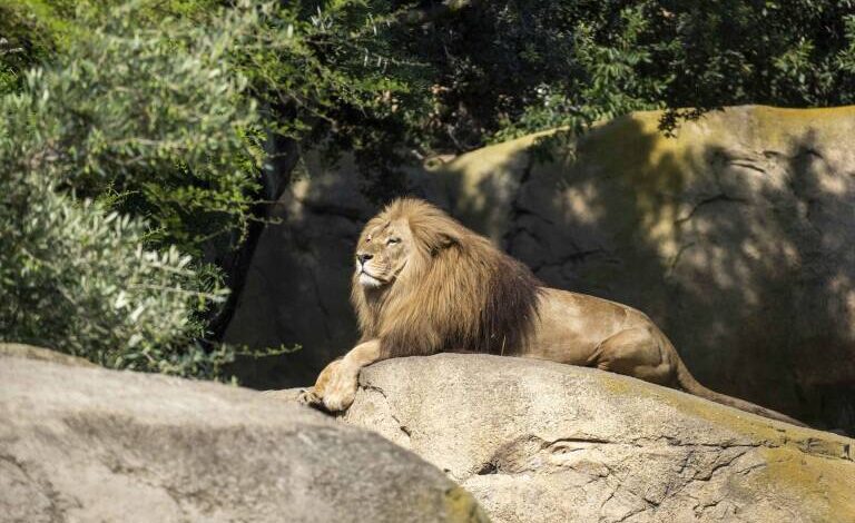 В Валенсии заявили о критической ситуации для львов