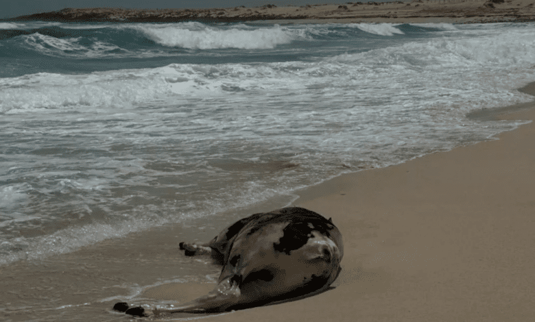 Мертвая корова уже несколько дней гниёт на пляже на Канарах