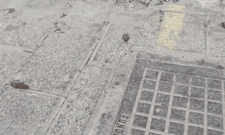 Всплеск активности тараканов произошел после фумигации в центре Пальмы