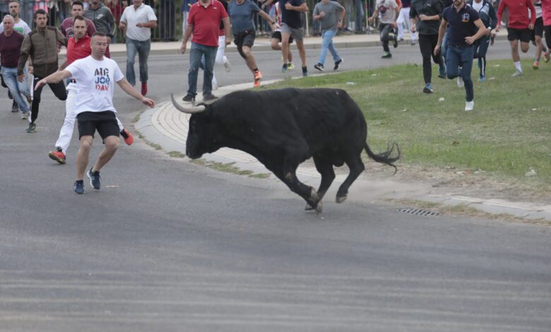 В Толедо сбежавший бык убил человека