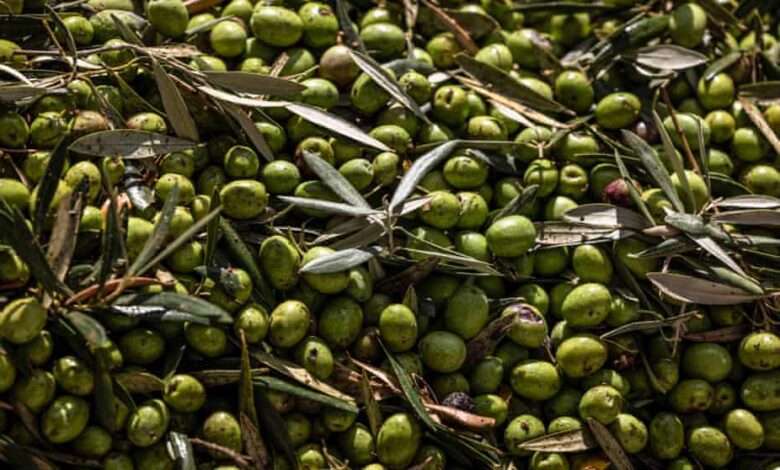 В Испании активизировались похитители оливок