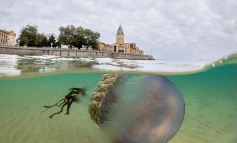 Медуз-гигантов обнаружили на пляже Сан-Лоренцо в Хихоне