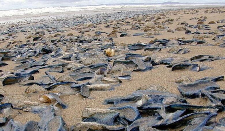 Во Франции посчитали, что в Испании будет невозможно купаться