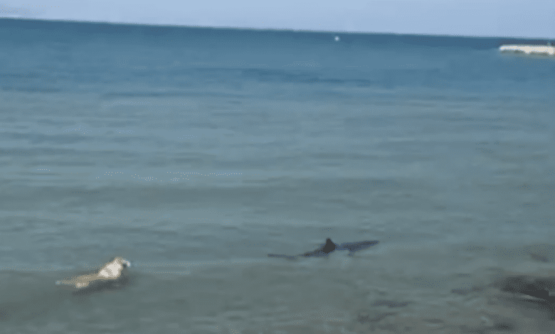 На пляже в Дении собака прогнала акулу