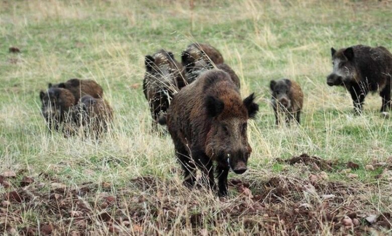 Галисия открыла сезон охоты на кабанов без ограничений