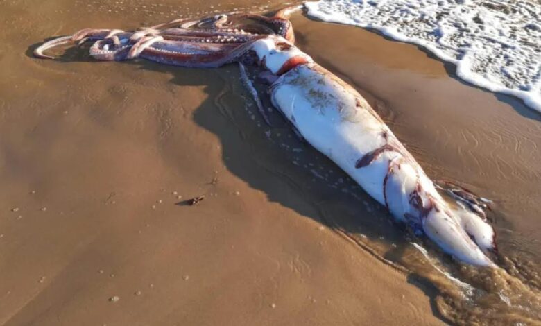 На пляже в Астурии нашли гигантского кальмара