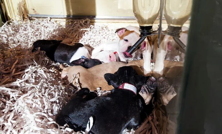 Введен запрет на продажу собак и кошек в интернете