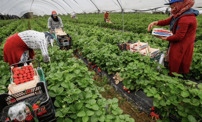 Большинство трудоустроенных иностранцев в Испании собирают урожай или помогают по дому