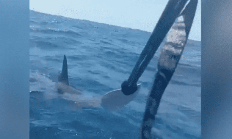 Испанец отбился от акулы веслом на Канарских островах