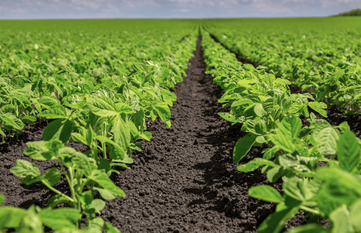 Испанские производители сои проигрывают конкуренцию на мировом рынке