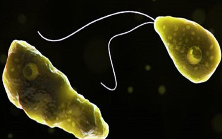 Наука Испании: Даже одноклеточные организмы могут учиться