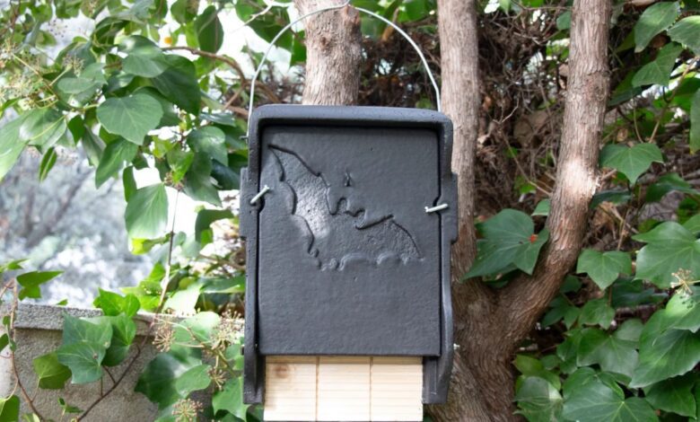 Летучие мыши помогают бороться с комарами в Мадриде