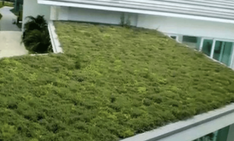 «Зеленые» пространства появятся на крышах в Мадриде