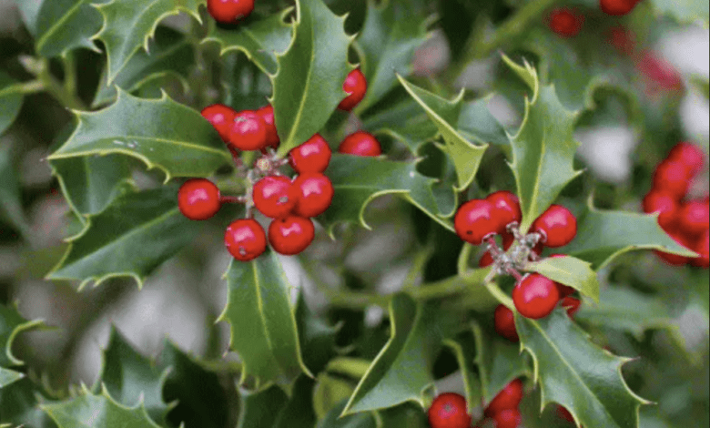 Полиция запретила собирать некоторые растения для рождественского декора