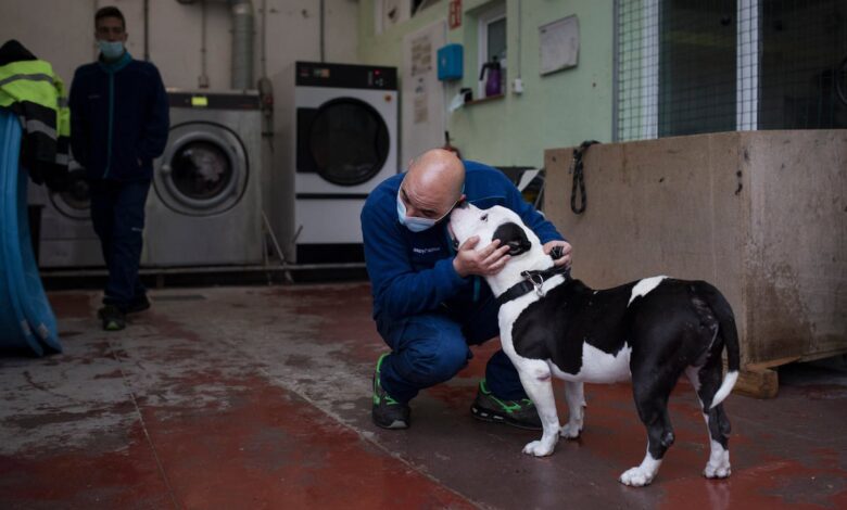 Кризис в приюте для животных Барселоны