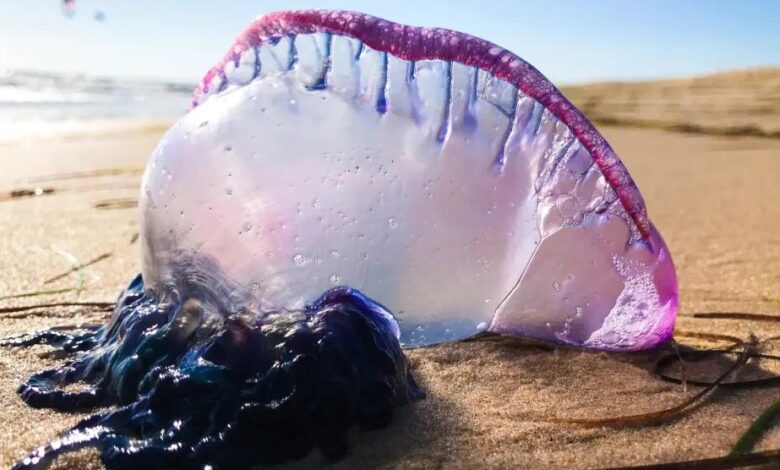 Опасная находка на пляже в Гранаде