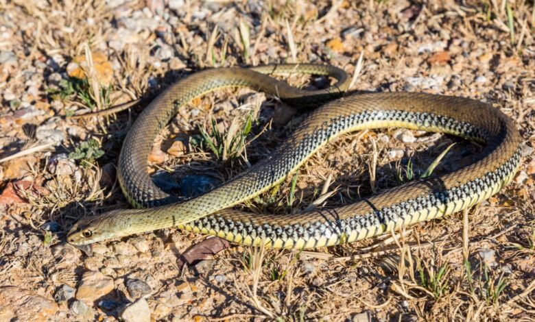 Ребенок попал в больницу после укуса змеи