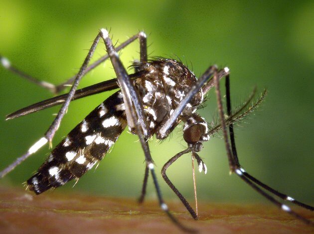 В Барселоне усилили борьбу против распространения тигровых комаров