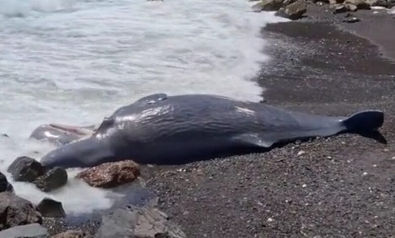 Кашалота вынесло на пляж на Тенерифе