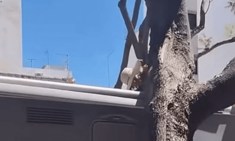 Девушка спилила мешающее ей дерево на трассе и возмутила местных жителей