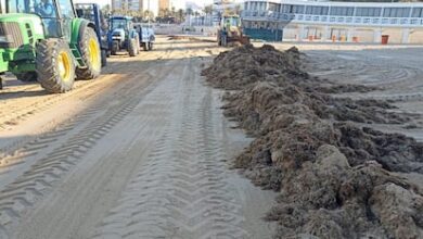 Власти Андалусии начали борьбу с азиатским водорослем на пляжах Кадиса