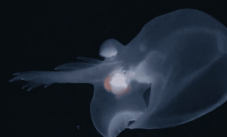 В Тихом океане обнаружен новый вид глубоководной медузы: открытие расширяет знания о морской жизни