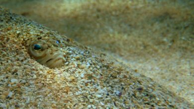 Опасный обитатель Средиземного моря — ядовитый рыбо-скорпион