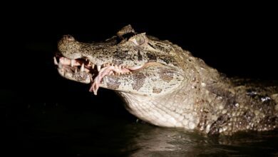 В пруду Альмансы поймали якаре — загадочный гость из тропиков