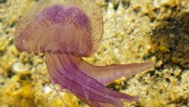 Опасный «морской гвоздик» вновь замечен на испанских пляжах