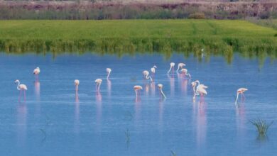 Восстановление лагуны Ла-Ханда: Испания возвращает к жизни исчезнувший водоем