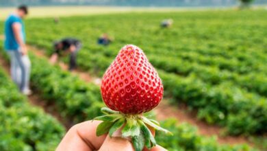 Последние земляки: всего пять фермеров продолжают выращивать настоящие клубники в Аранхуэсе