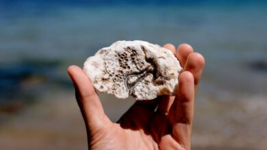 Галиция борется с нашествием японской устрицы с помощью ИИ и дронов