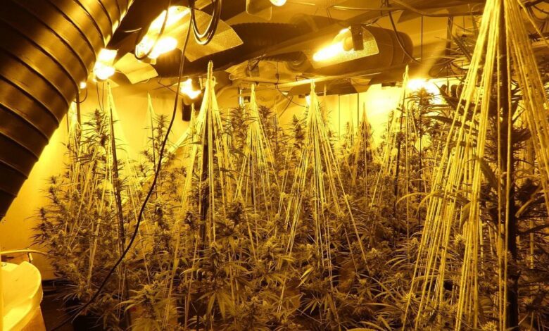 В Каталонии ликвидировали крупную плантацию марихуаны в заброшенном борделе