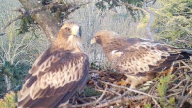 Редкий случай: пара орлов устроила гнездо в центре Вальядолида
