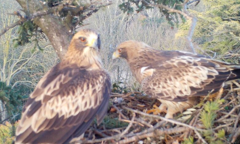 Редкий случай: пара орлов устроила гнездо в центре Вальядолида